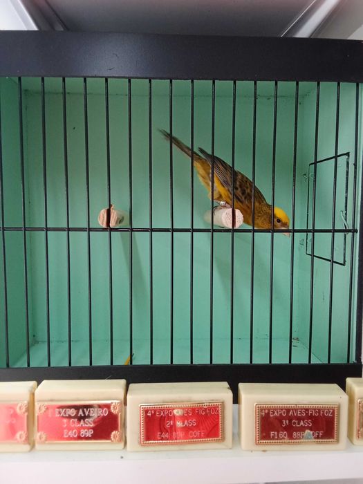 Canarios Lizard para ceder