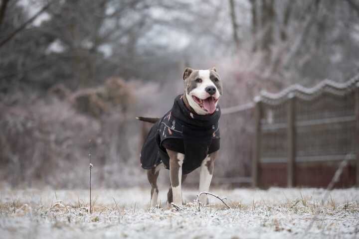 Pies Nr 32/25 LIMO PsiKot Schronisko Chorzów TOZ