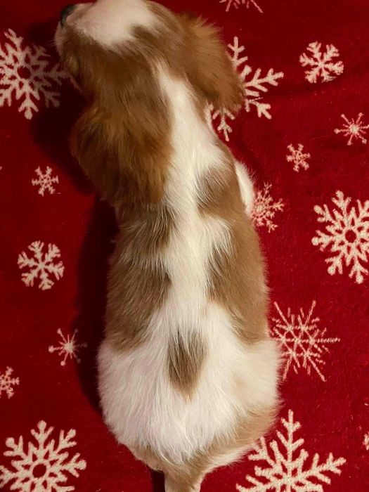 Cavalier King Charles Spaniel*Śliczny piesek