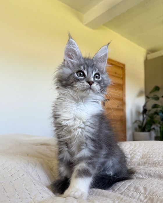 Śliczny kocurek Maine Coon