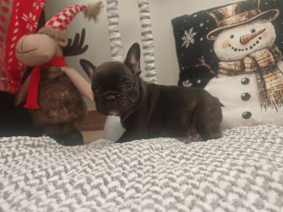 Buldog Francuski czarny