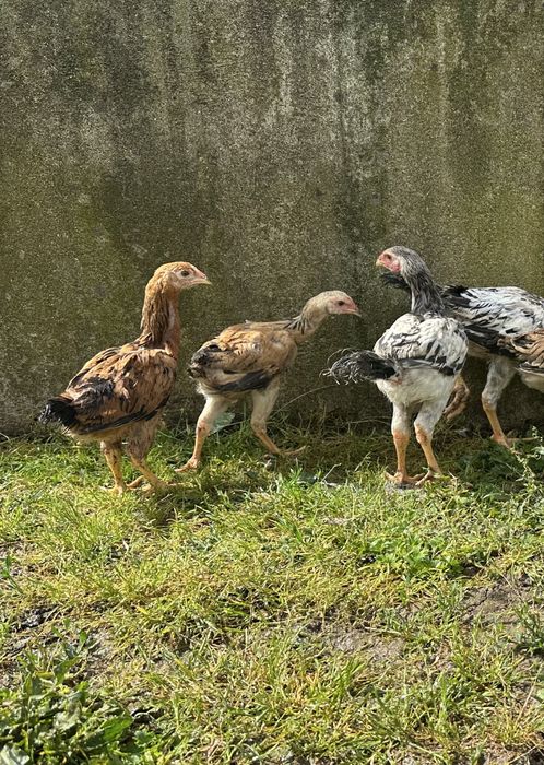 Frangos indios gigante  com 3 meses