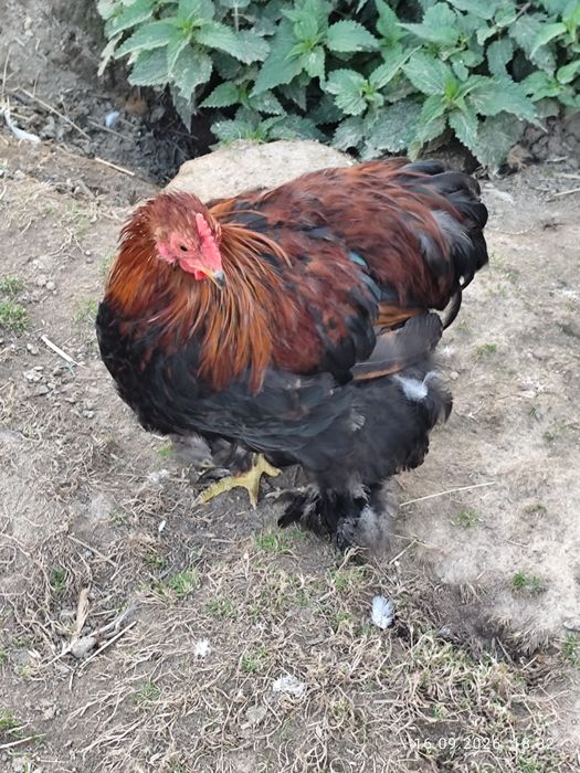 Kury ozdobne kochiny miniaturowe i silki