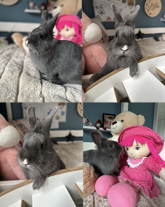 Krolik szary miniaturka dorosly