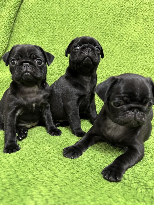 Мопси чорного окрасу