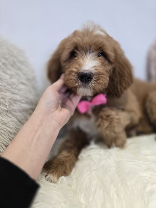 Goldendoodle f1 standard