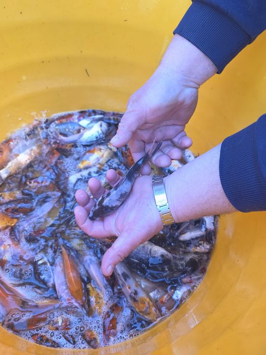 Koi karp karaś złota orfa