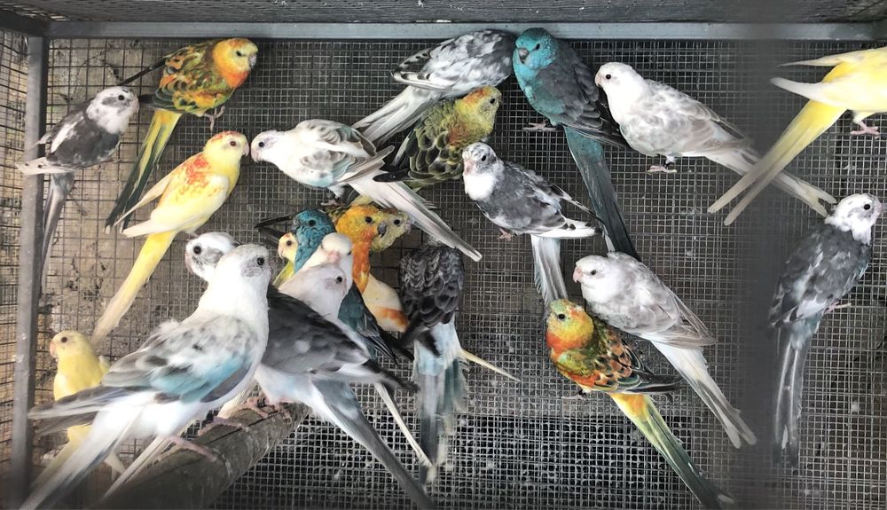 Red Rumped prontos a criar