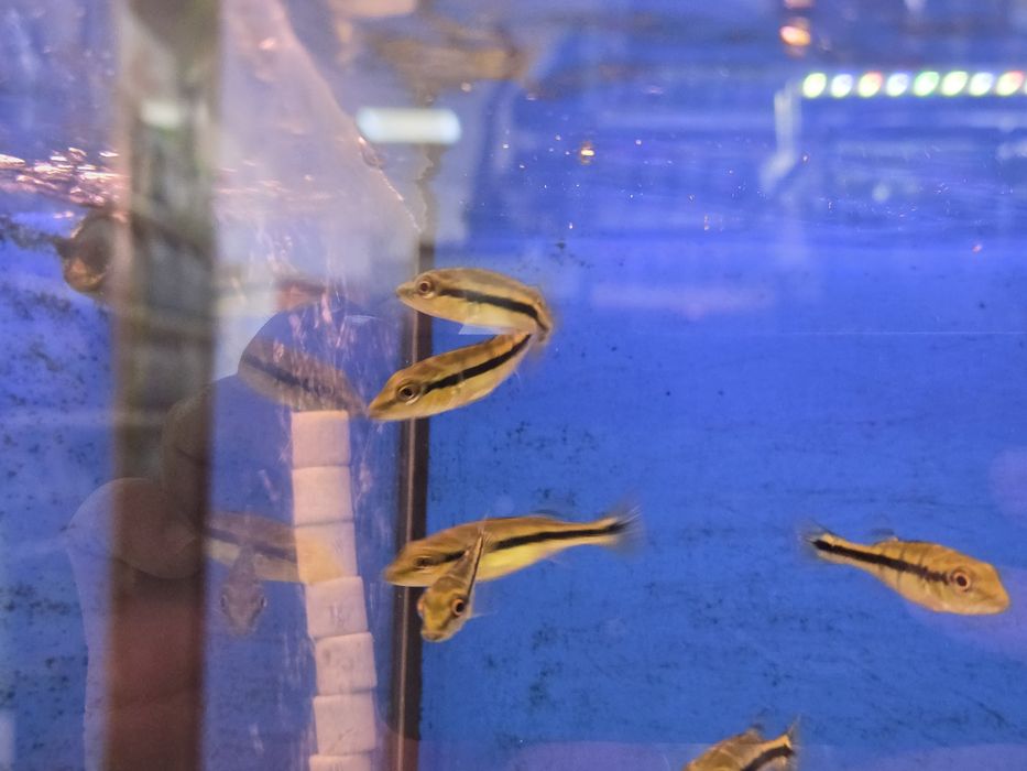 Cichla Pinima (Tucunaré Pinima)