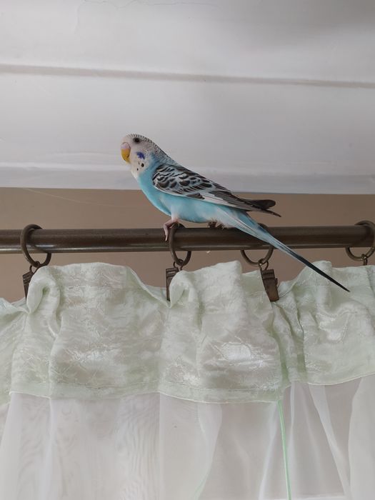 Papugi faliste oswojone