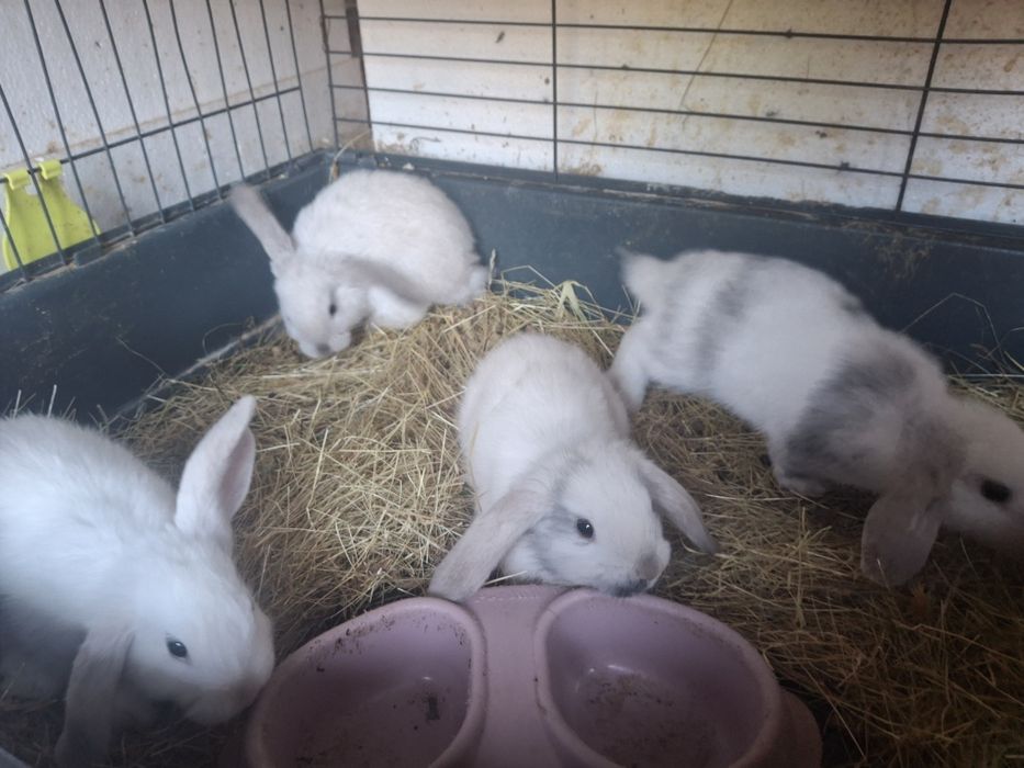 Sprzedam króliczki mini lop