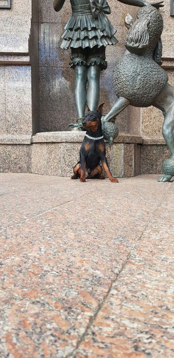 Цвергпинчер вязка