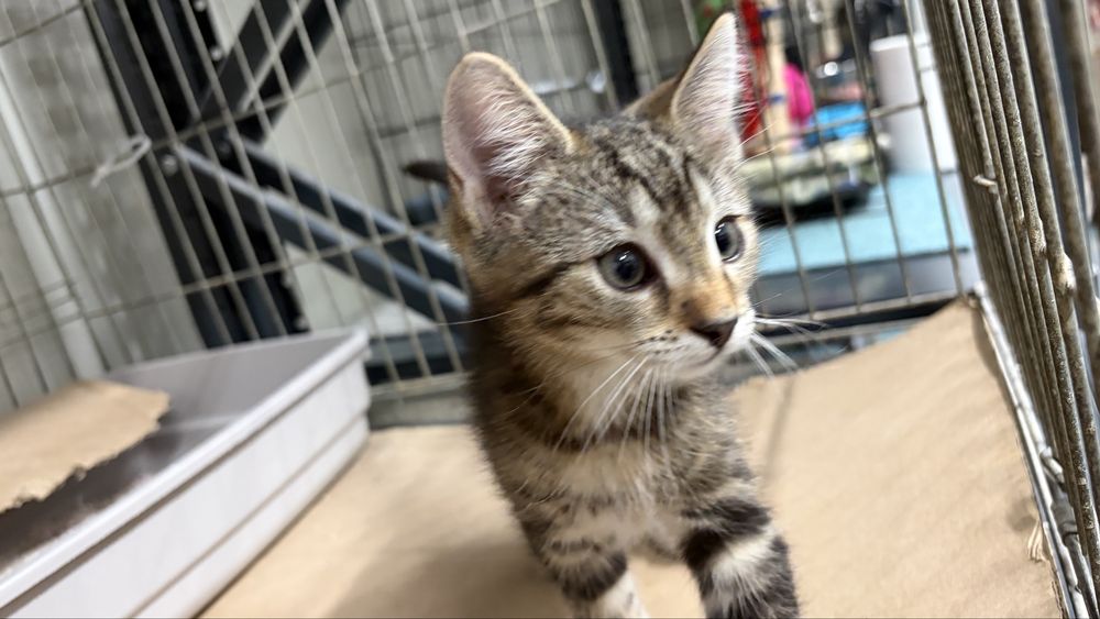 Kotki do adopcji
