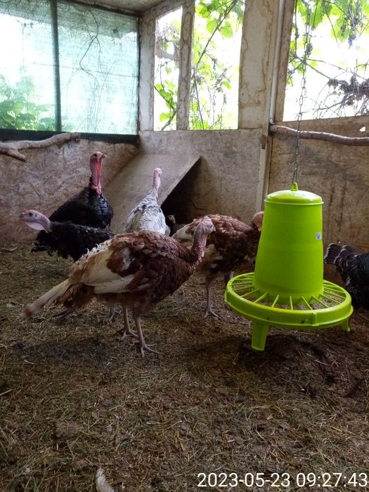 Породистые  индюки.Самцы и самки на племя.