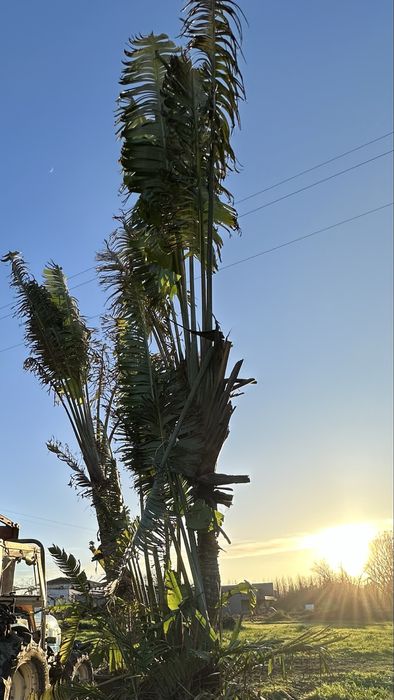 Ravenala madagascariensis* árvore-do-viajante* - Exemplares