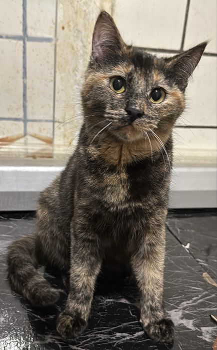 Котенок кошечка в хорошие руки