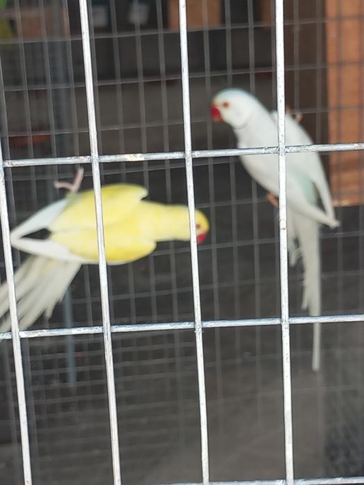 Ring neck adultos