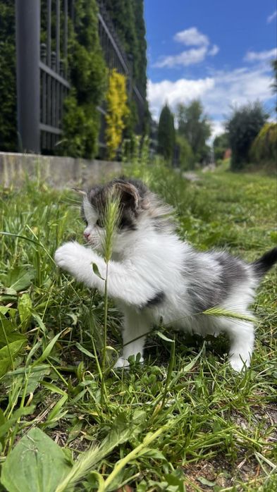 Кошеня в добрі руки