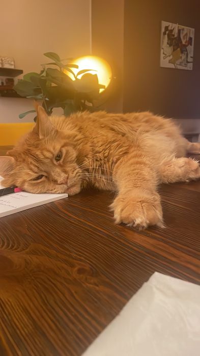Pet sitting ao domicílio - Oeiras