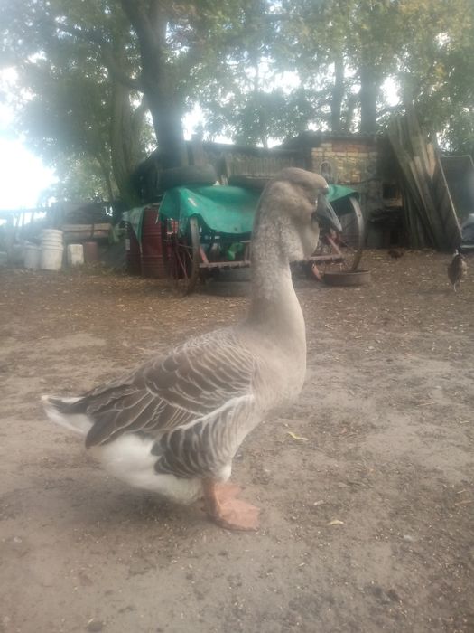 Gęsi tuluskie i chołmogory. Chołmogórskie