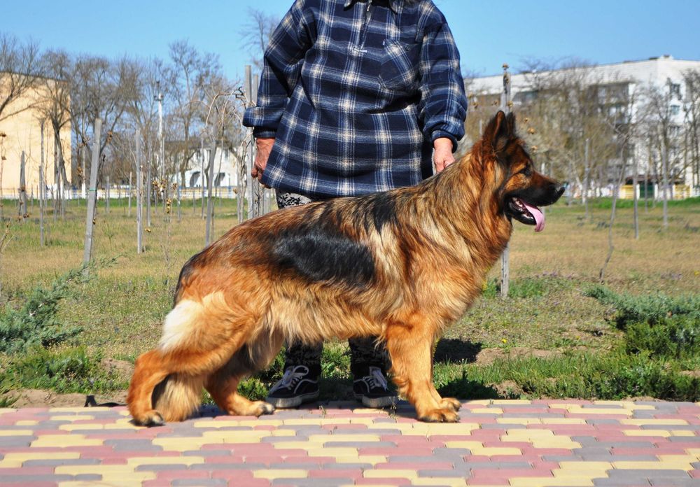 Подрощенный  щенок-сука,  КСУ-FCI