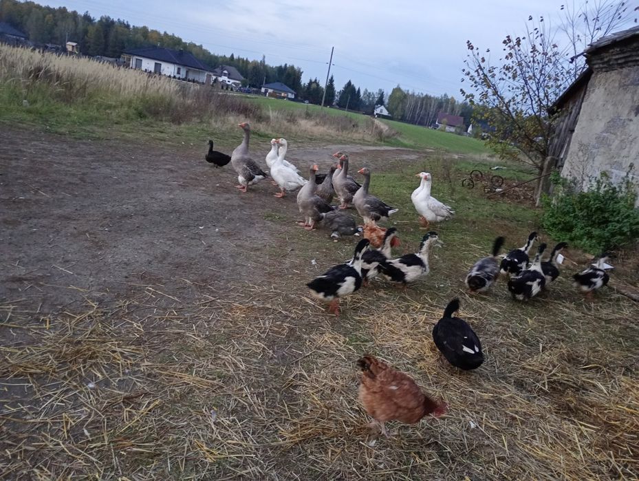 Kacze jaja Zapraszam