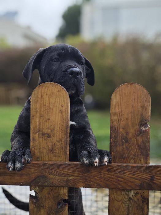 Macho Cane Corso