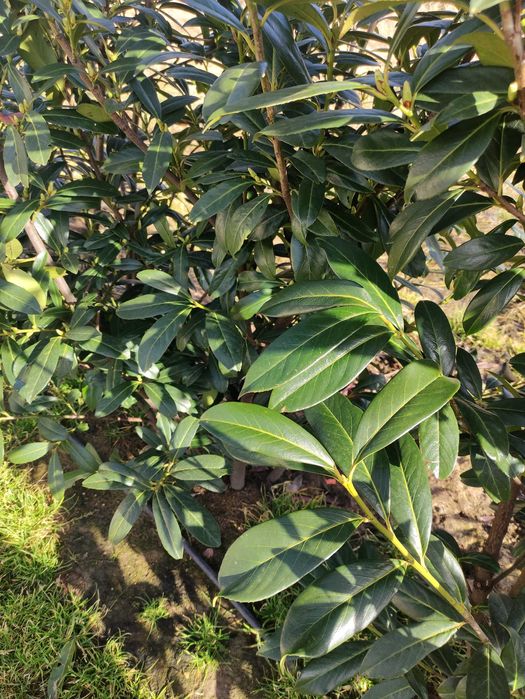 Laurowiśnia caucasica