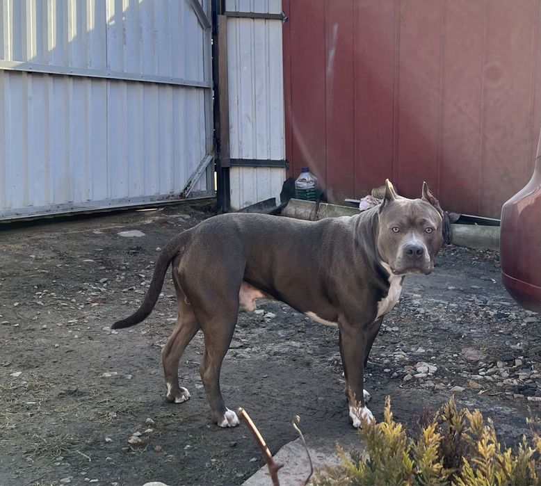 Вязка американський стаффордширський тер'єр