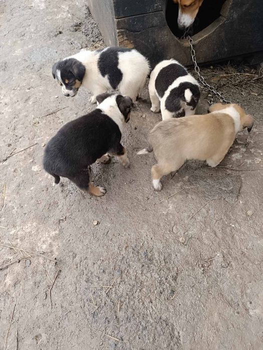 Продам щенят руська гонча