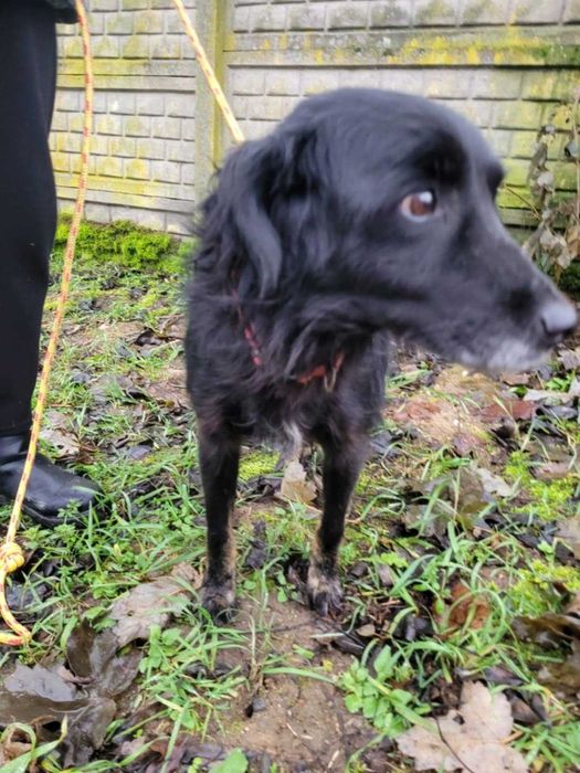 Łagodny Disel w typie mini-flat coated retrievera szuka domu !!