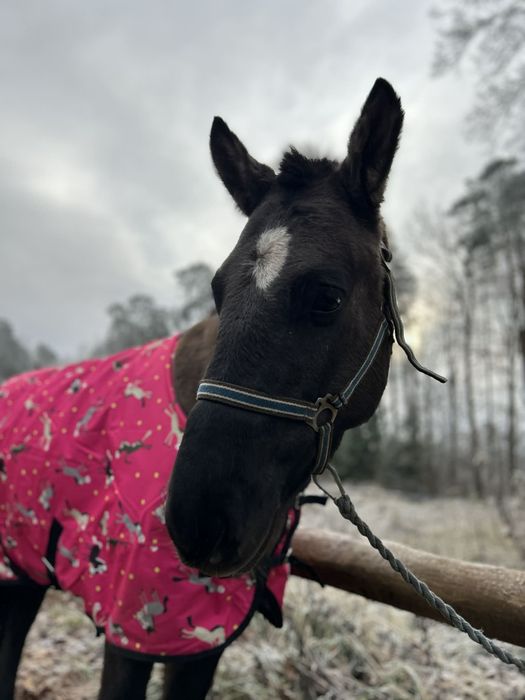 Klacz 145 cm rasy NN