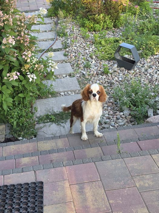 Cavalier king charles spaniel - podrostek