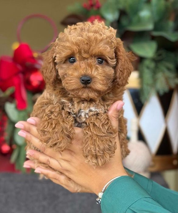 Чудовi дiтки мальтипу