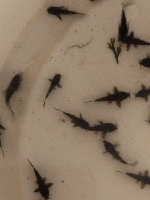 Kirys czarny corydoras scultzei