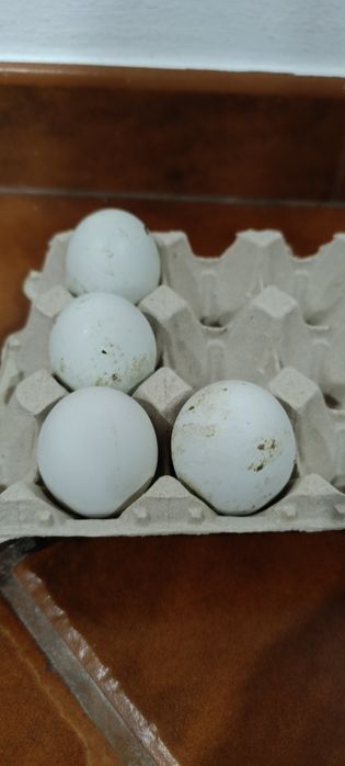 Ovos Galados Araucana (Ovos Azuis)× Pedrês