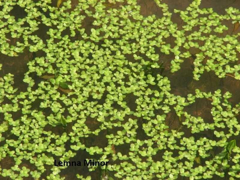 Plantas de aquário de fácil manutenção