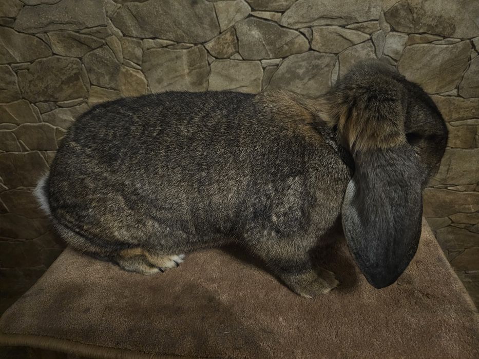 Francuski Baran Szary FBS samica RODOWÓD