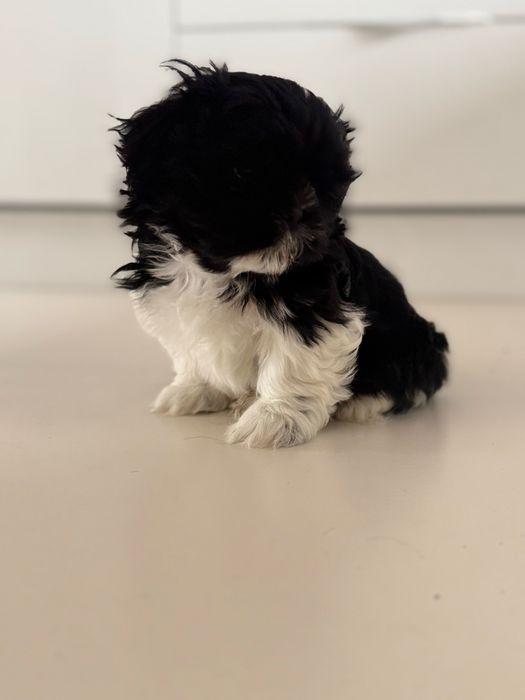 Śliczny Piesek Shih Tzu