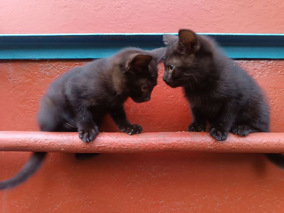 Кошенята шукають люблячих господаріа