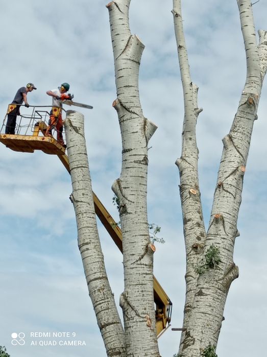 Спил аварійних дерев