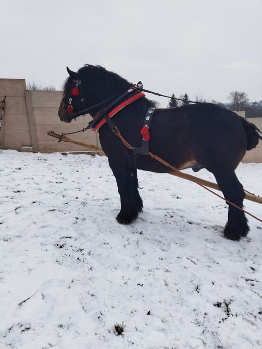 Sprzedam Ogiereka na 4 roku