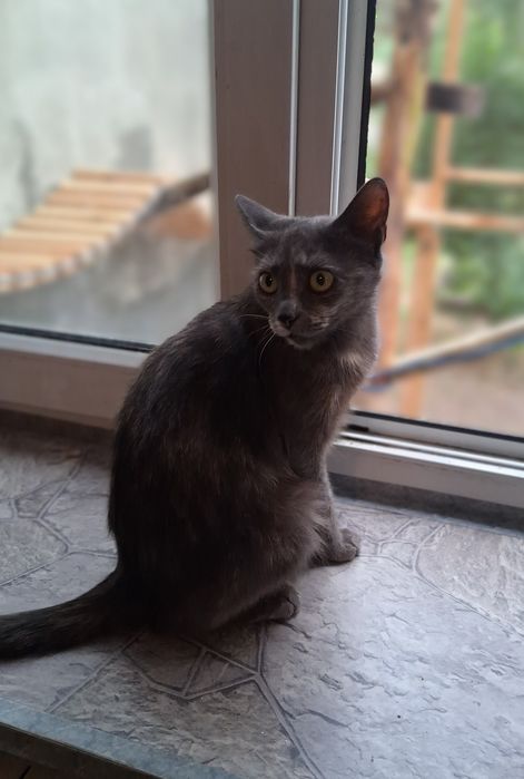 Piękna Migotka wyrzucona do rowu, szuka swojego człowieka