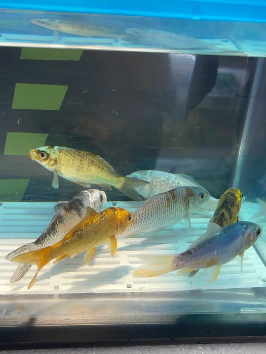 Peixes de Estimação ArrobaFish