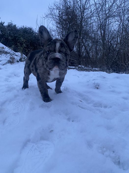 Французький бульдог дівчинка(біг роб)