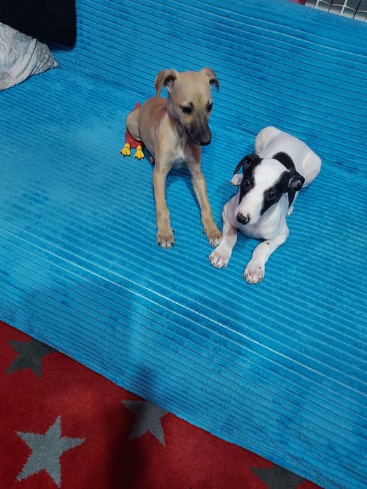 Chart Angielski Whippet suczka