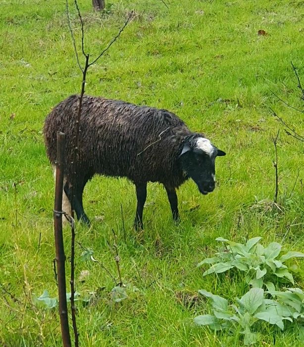 Para venda  ovelha com 1 ano