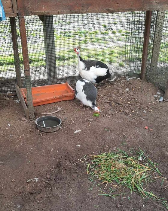 Jaja lęgowe perliczki  Ayam Cemani # kochin