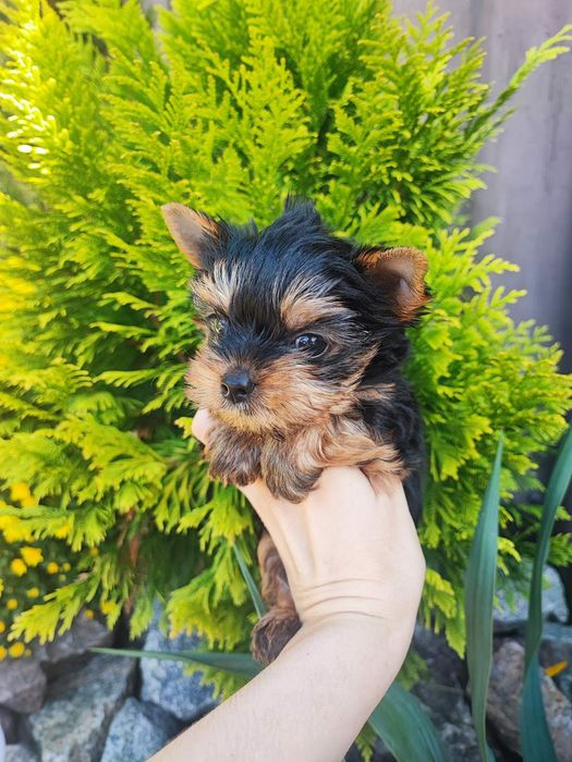 Красивая девочка мини Одесса