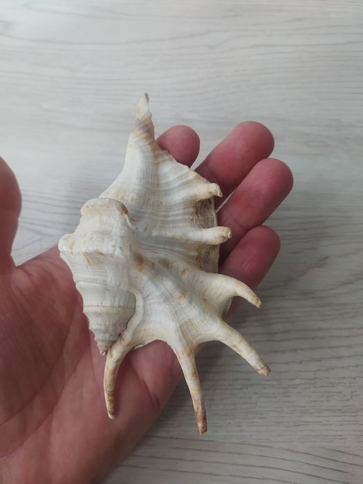 Мушлі в акваріум